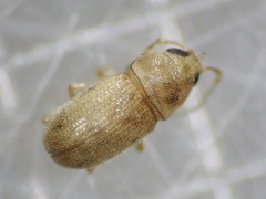Jordanthribus planifacietus