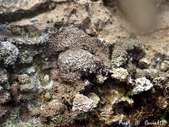 Lithophyllum byssoides