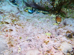 Lithophyllum incrustans