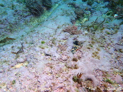 Lithophyllum incrustans