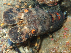 Scyllarus arctus