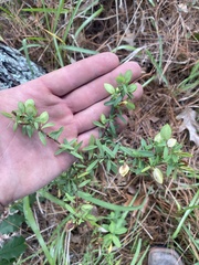 Hypericum hypericoides