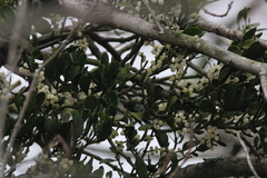 Phoradendron leucarpum