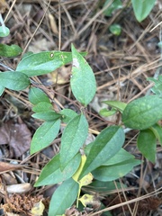 Gelsemium sempervirens
