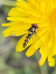 Allograpta hortensis