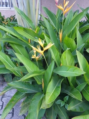 Heliconia psittacorum
