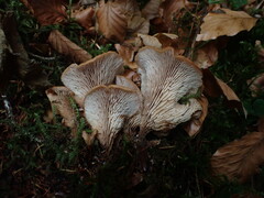 Lentinellus cochleatus
