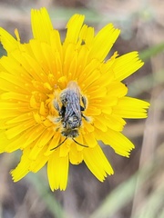 Chalepogenus herbsti