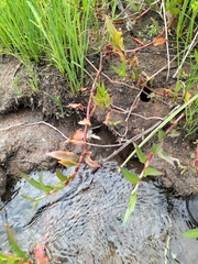 Persicaria decipiens