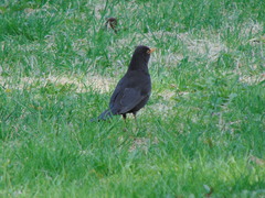 Turdus merula