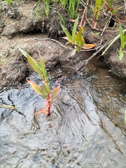 Persicaria decipiens
