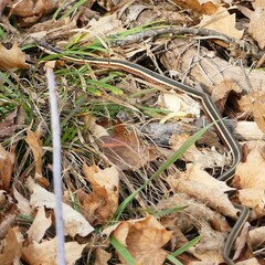 Thamnophis saurita septentrionalis