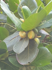 Terminalia catappa image