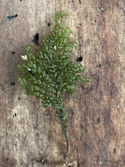 Thamnobryum alleghaniense