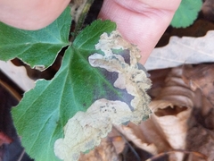 Metallus lanceolatus