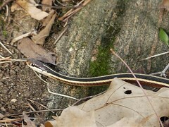 Thamnophis saurita septentrionalis