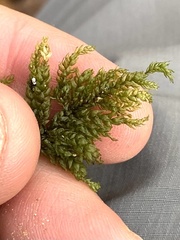 Thamnobryum alleghaniense