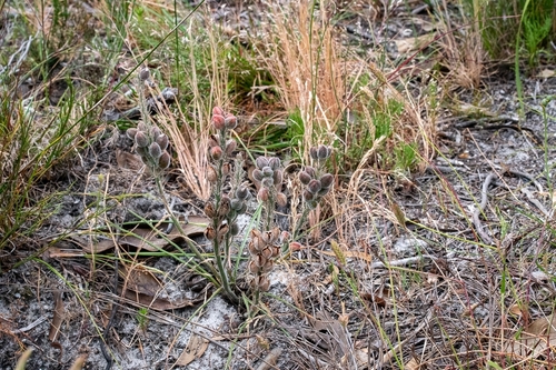 Trachyandra hirsutiflora