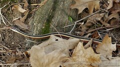 Thamnophis saurita septentrionalis