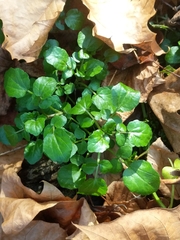 Nasturtium officinale