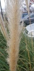Cortaderia selloana