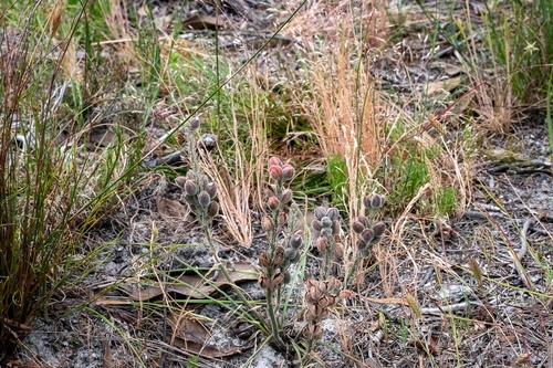 Trachyandra hirsutiflora