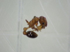 Cardiocondyla obscurior