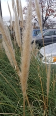 Cortaderia selloana