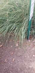 Cortaderia selloana