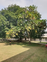 Artocarpus