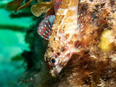 Bovichtus angustifrons