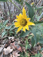 Bidens cernua
