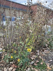 Bidens cernua