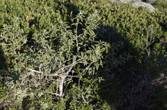 Tarchonanthus littoralis