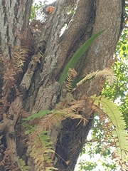Nephrolepis cordifolia