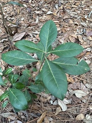 Cartrema americana