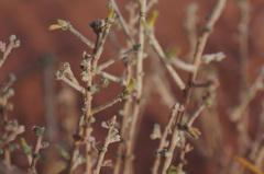 Thymelaea microphylla