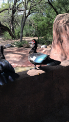 Cairina moschata domestica
