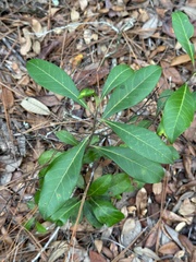 Cartrema americana