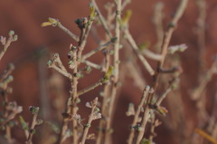 Thymelaea microphylla