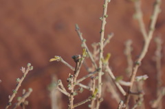 Thymelaea microphylla