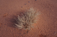 Thymelaea microphylla