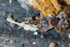 Hypoponera opacior