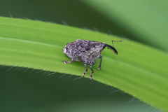 Parethelcus pollinarius