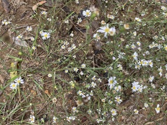Symphyotrichum divaricatum