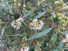 Eucalyptus albopurpurea