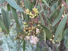Eucalyptus albopurpurea