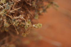 Salsola acanthoclada