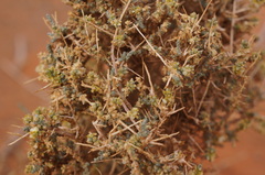 Salsola acanthoclada
