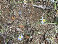 Symphyotrichum divaricatum
